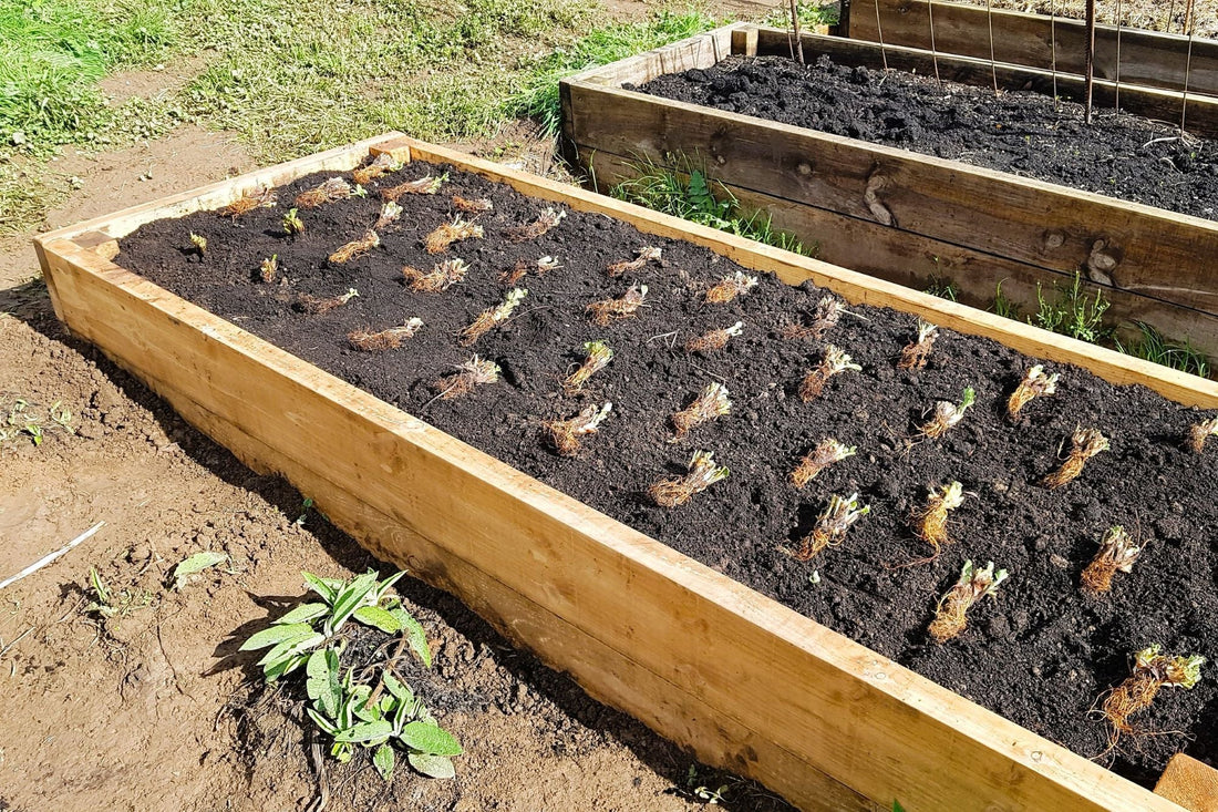 Planting Strawberry Plants