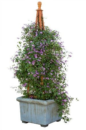 You Can Grow Clematis in Pots