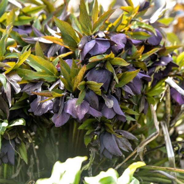 Garden Plants for Allergy Sufferers