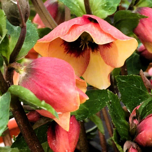 Turn Your Slope Into A Star With These 4 Slope-Loving Perennials