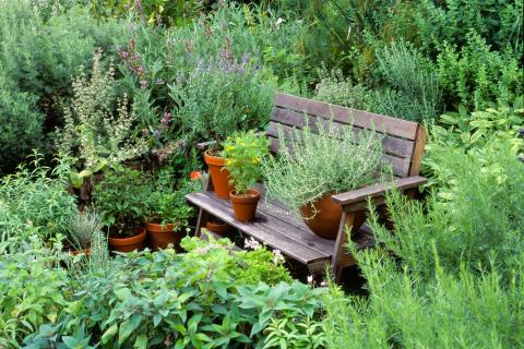 Planting Herbs