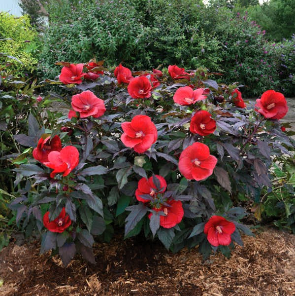 Growing Hydrangeas