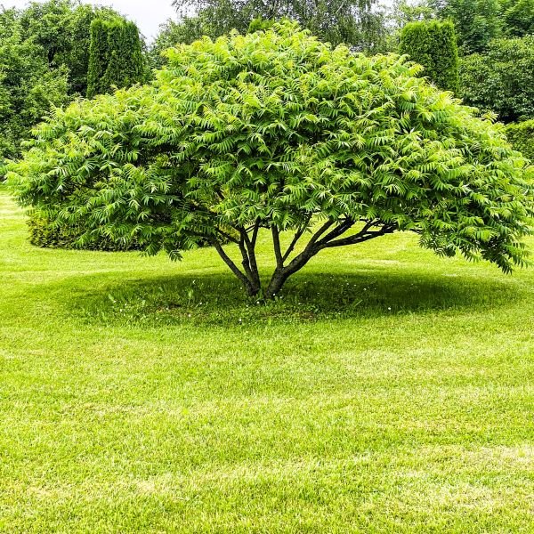 Home Maintenance Information