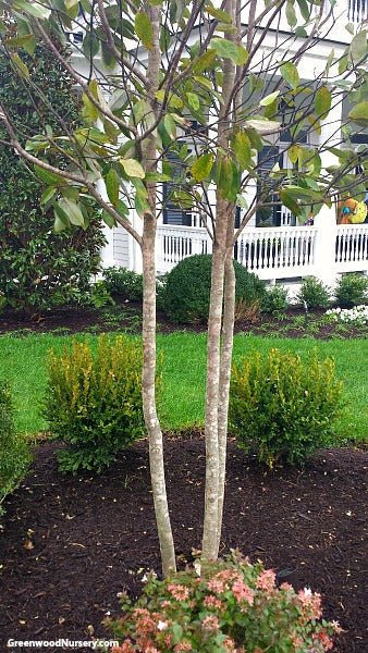 Favorite Ways to Use Lavender