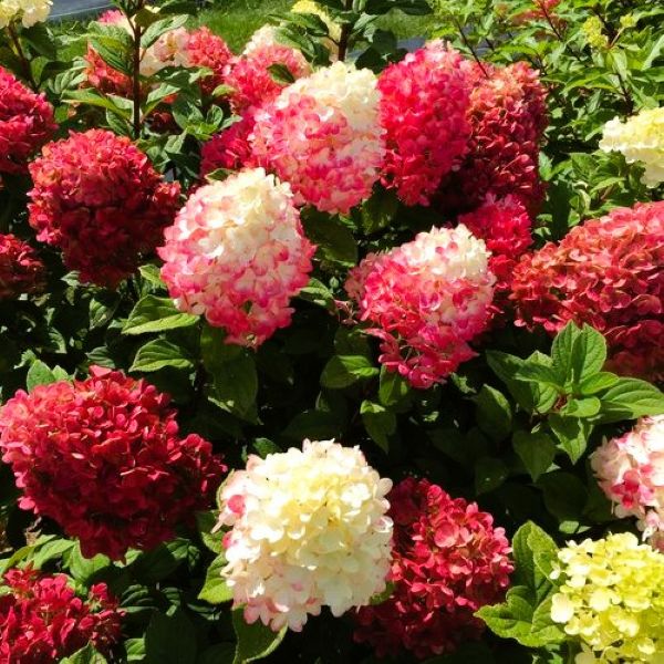 OSO Easy Shrub Roses Make Elegant, Chemical-Free Garden Safe Zones