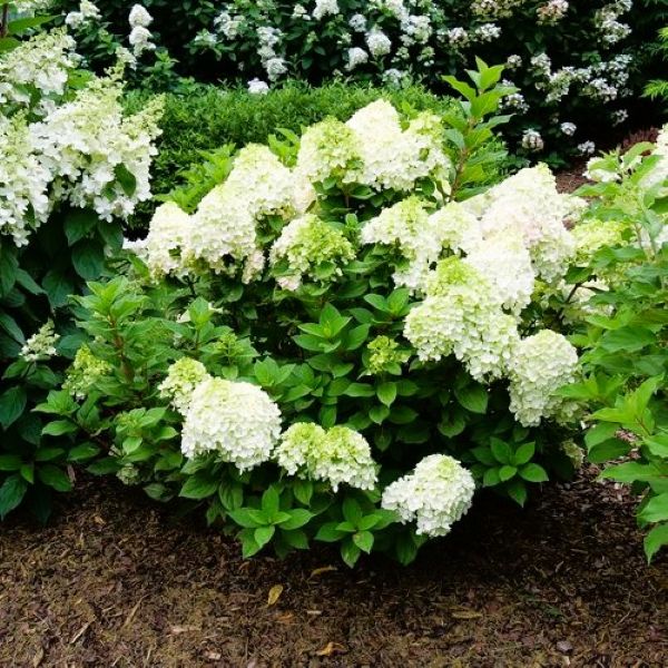 5 Plants That Are Perfect for Rock Gardens