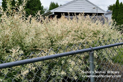 Best Trees For Privacy Hedges