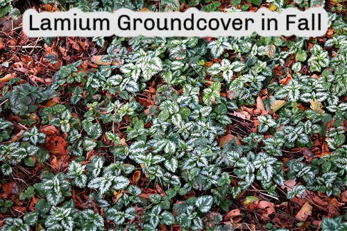 5 Flowering Groundcovers For Small Coverage Areas