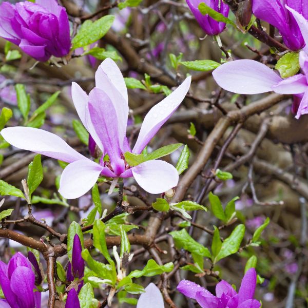 Damp soil? Here are four plants with wet feet!