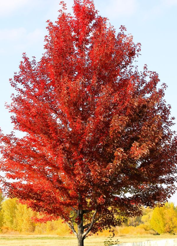 Planting trees this spring? These pre-plant tips will help!