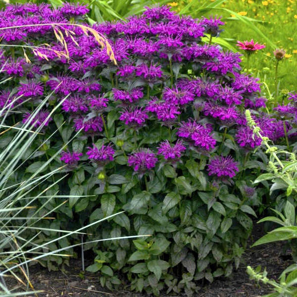 Best Winter Gardening Tips to Get a Start on Spring and Summer Yard Care