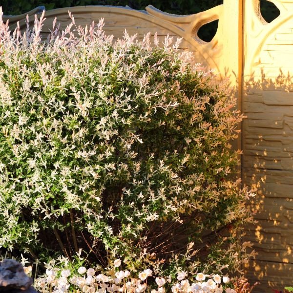 Transform Your Garden with These 7 Hardy, Vibrant Ground Covers!