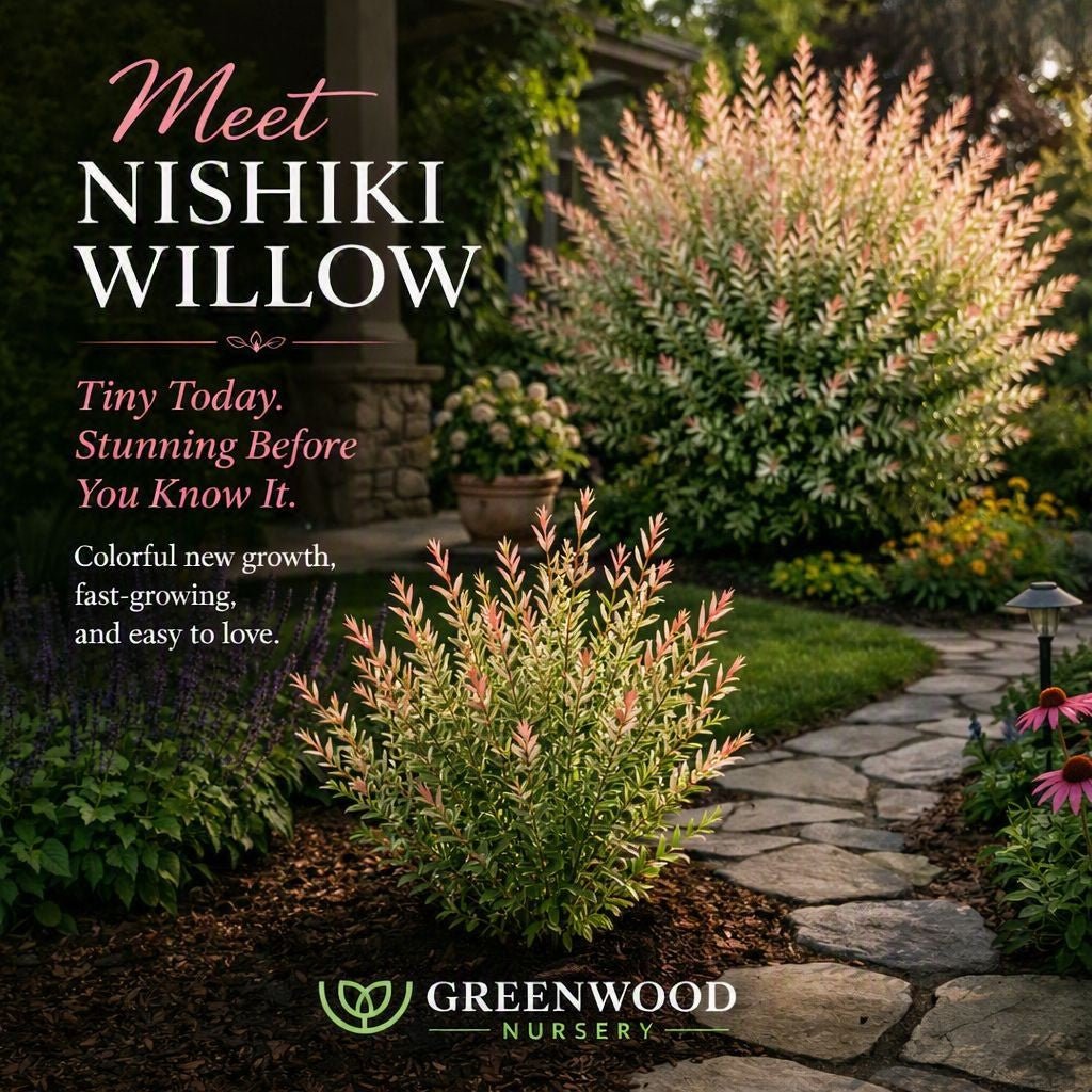 “Nishiki Willow shrub with pink, white, and green variegated foliage growing beside a stone garden path in sunlight, labeled Meet Nishiki Willow with Greenwood Nursery logo.”