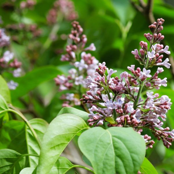 How to Grow a Hedgerow for Privacy, Wildlife, and More