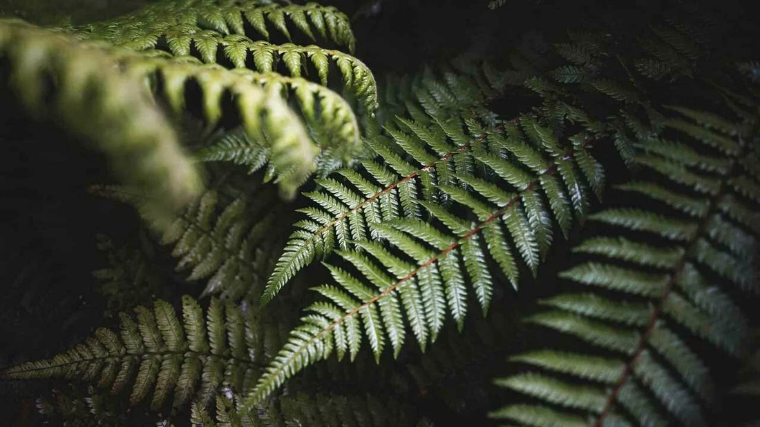 Planting Ferns