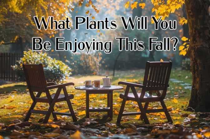 Fall Garden Magic! 9 Plants You Need to Grow
