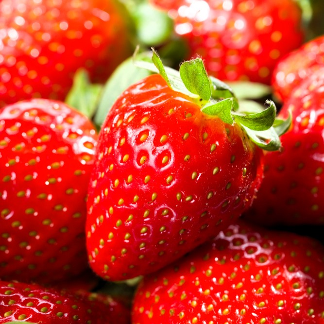 Bare Root Strawberry Plants Now Shipping!