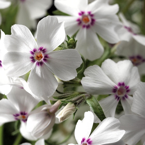 Finding natural solutions to garden and landscape