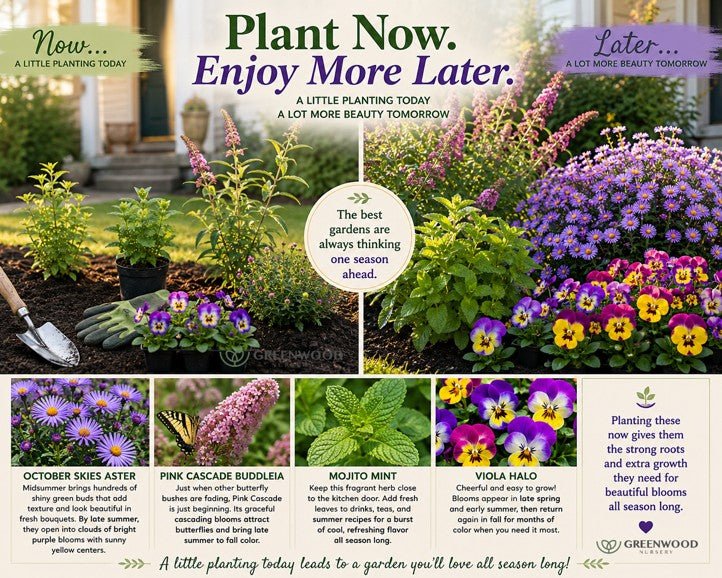 A beautiful, multi-season backyard garden showcasing purple autumn asters, a pink butterfly bush, and fresh mint growing in pots along a stone path.