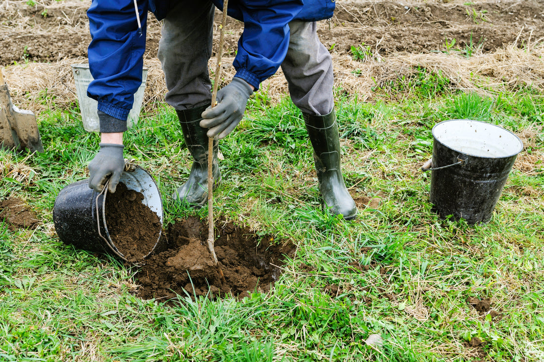 Planting Trees