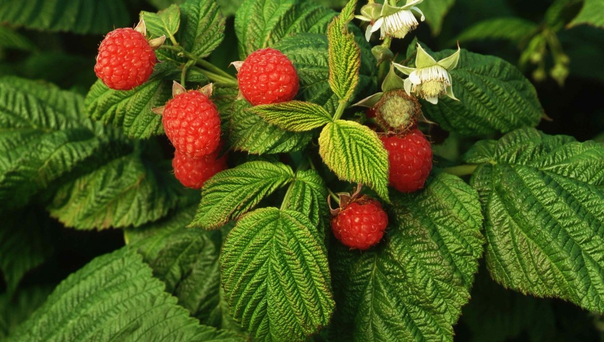 Container gardening opens up new landscaping options