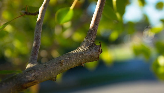 Tips to Pruning Trees and Shrubs for Best Growth