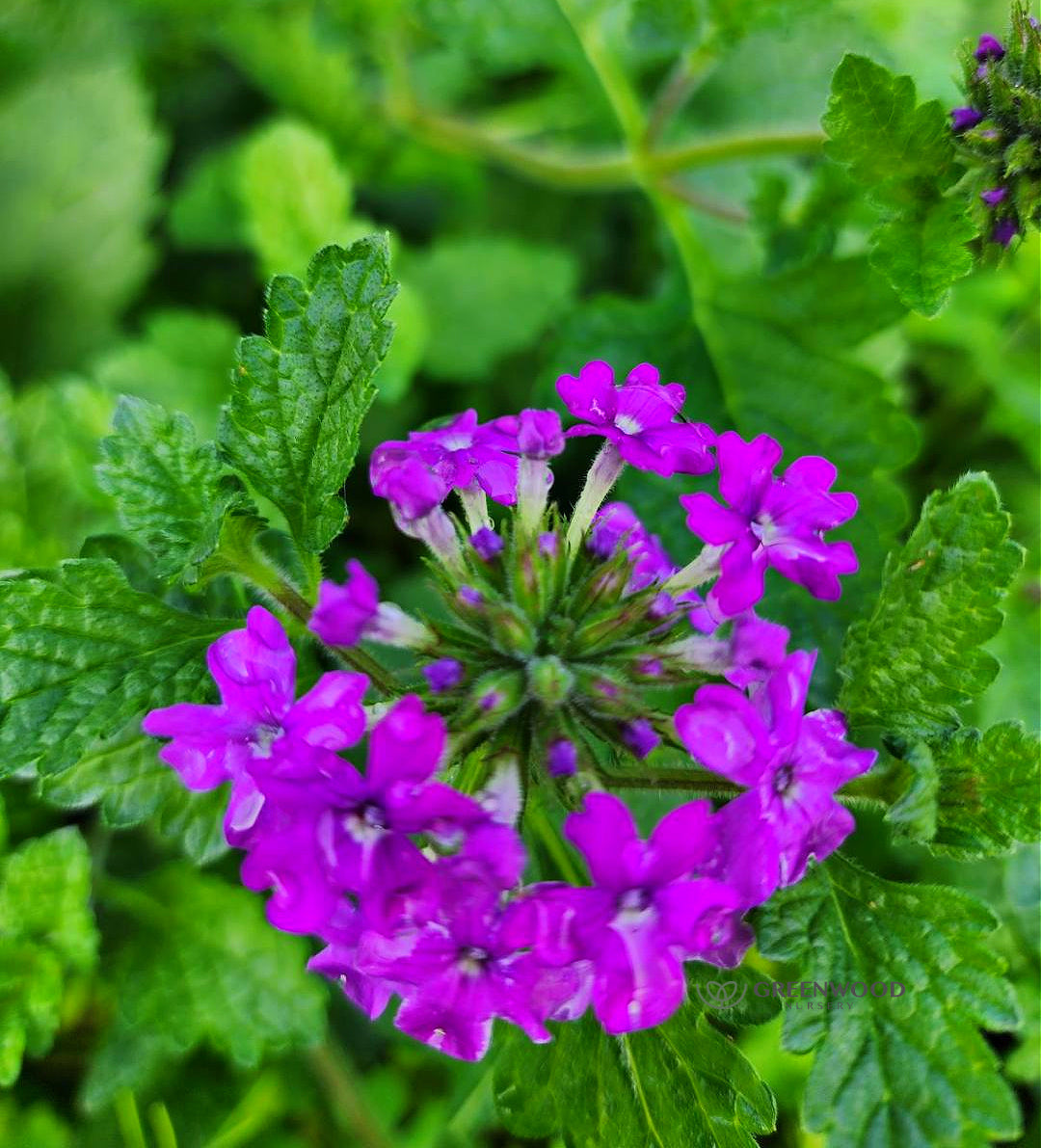Growing Lavender in the Garden