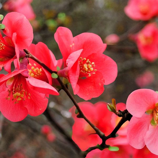 Fall Plant Care Tips to Keep Your Garden Looking Great