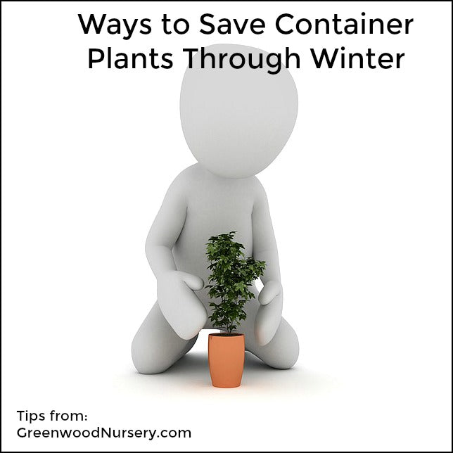 3 Ways to Prep Container Perennials for Winter