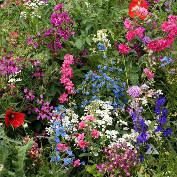 Embrace the Brilliant Fall Colors with These 11 Native Trees and Shrubs