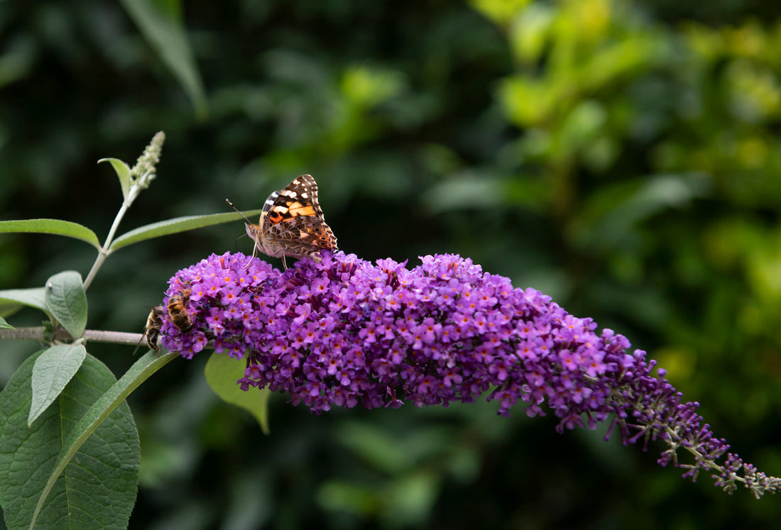 13 Must Have Purple Flowering Plants For Every Garden
