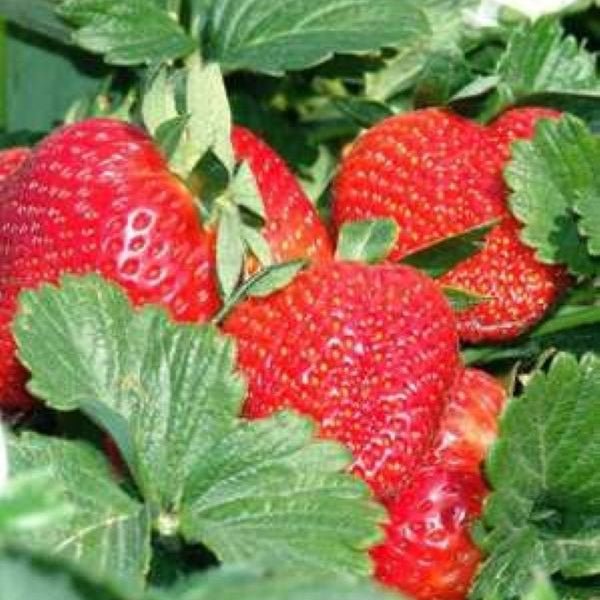 How to Plant and Grow Strawberry Plants