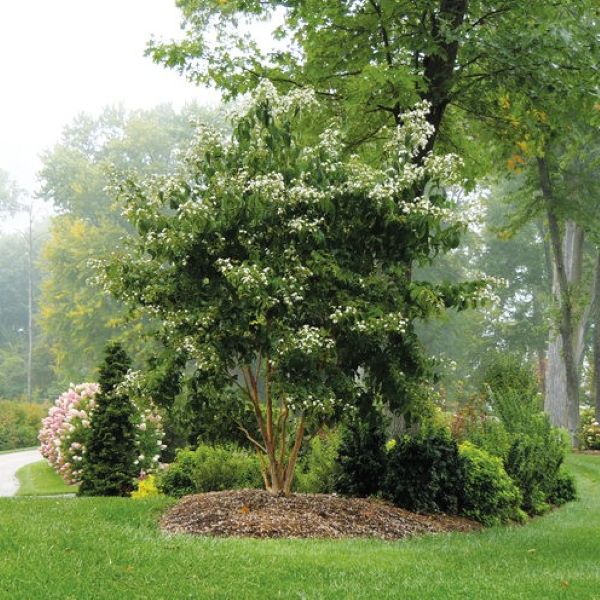 Question about privacy hedges