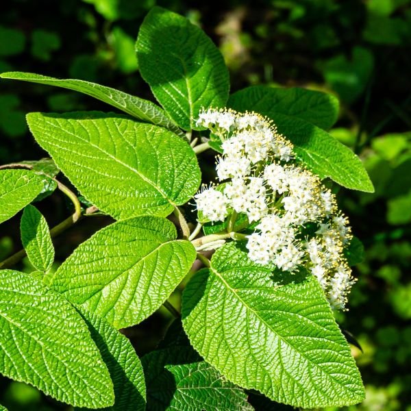 Protect Your Garden Plants from Frost Damage