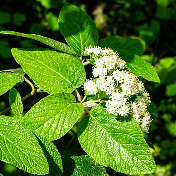 Protect Your Garden Plants from Frost Damage