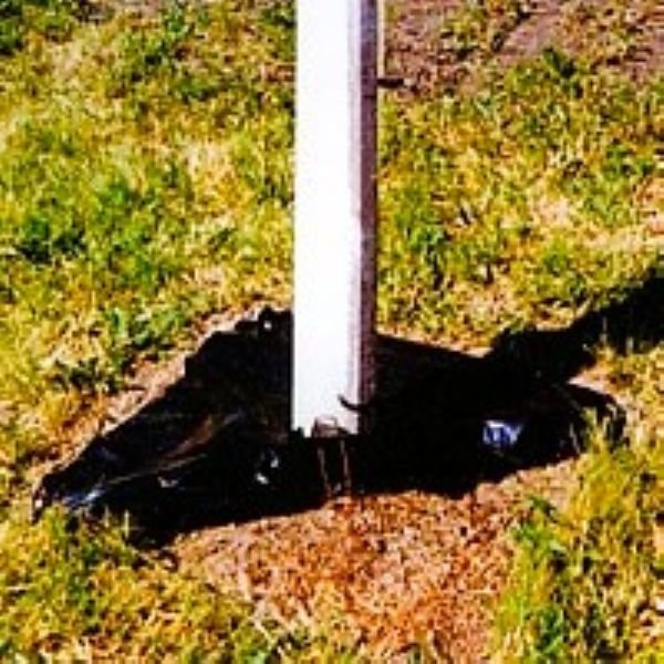 Tips for growing Wisteria