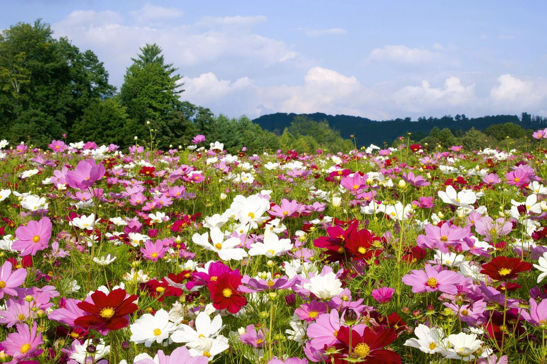 Planting Wildflower Seeds