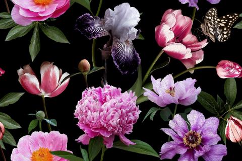 Butterfly Garden Plants