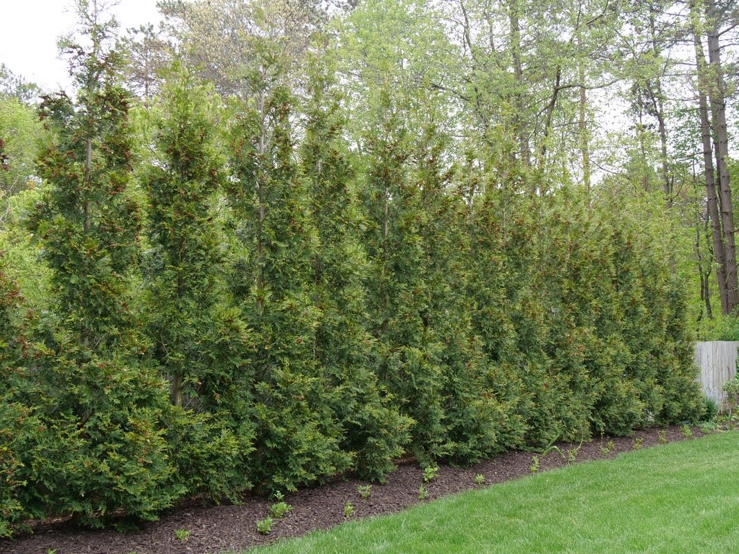 Erosion Control Trees