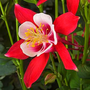 Columbine