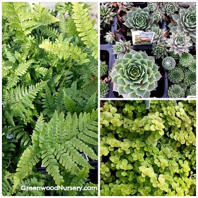 Container Gardening Plants