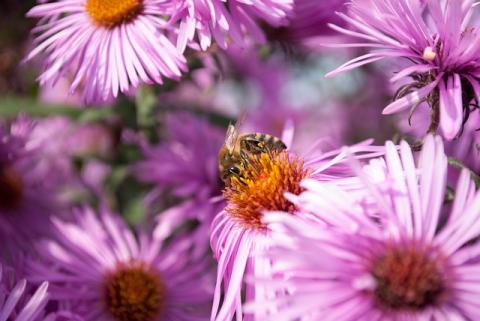 Pollinator Garden Plants
