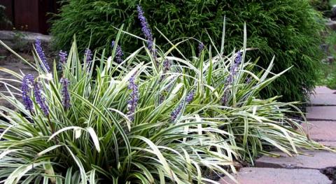 Nook And Cranny Plants