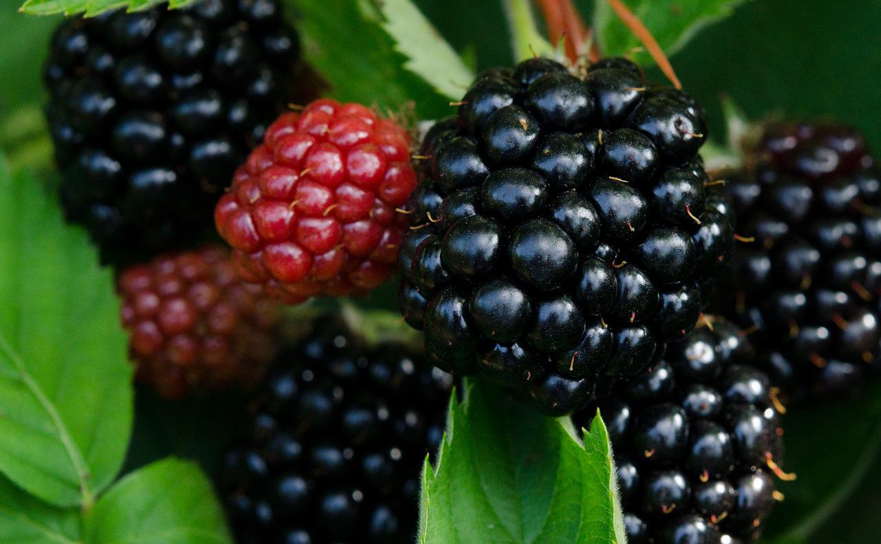 Blackberry Bushes For Sale