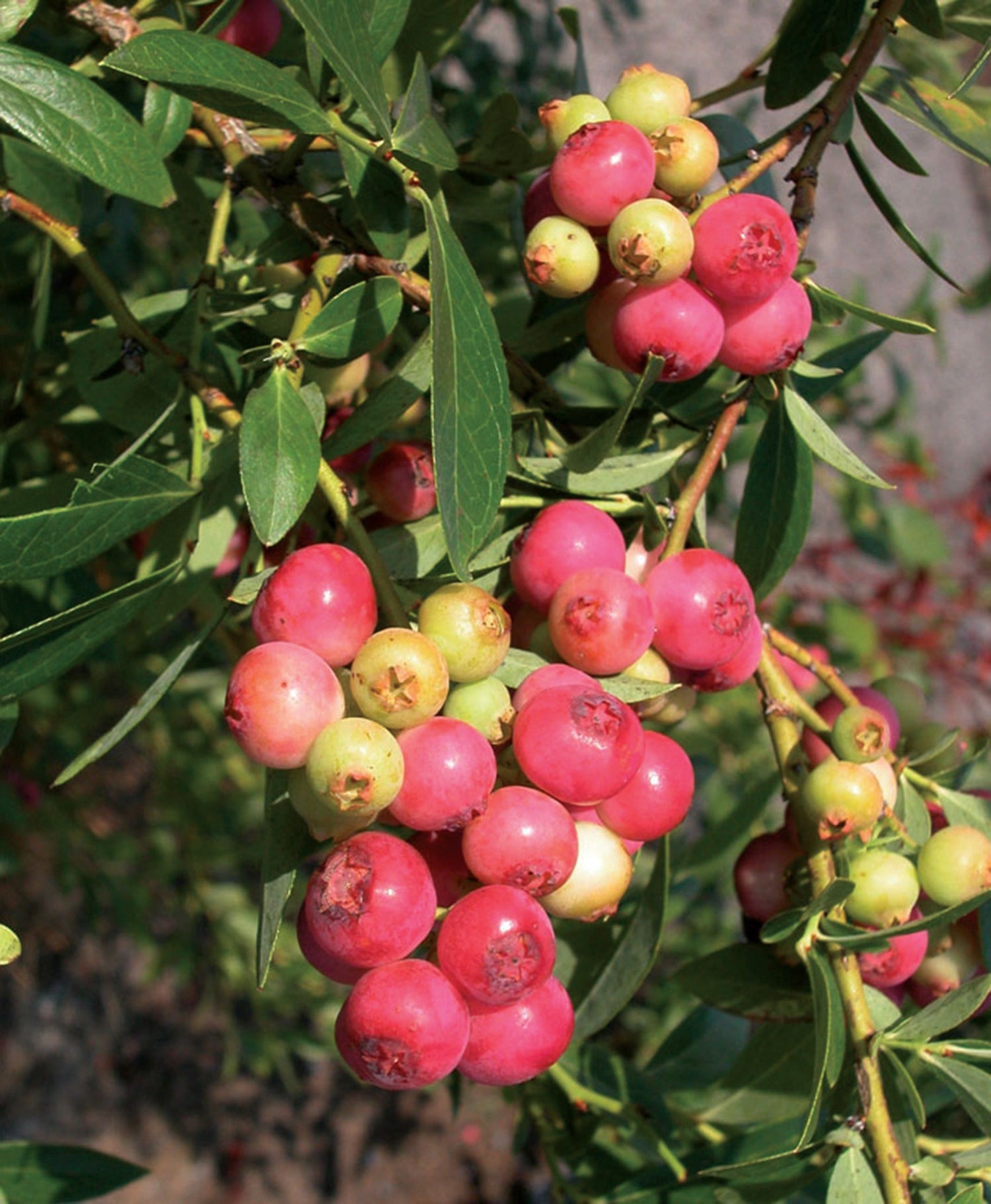 Blueberry Plants