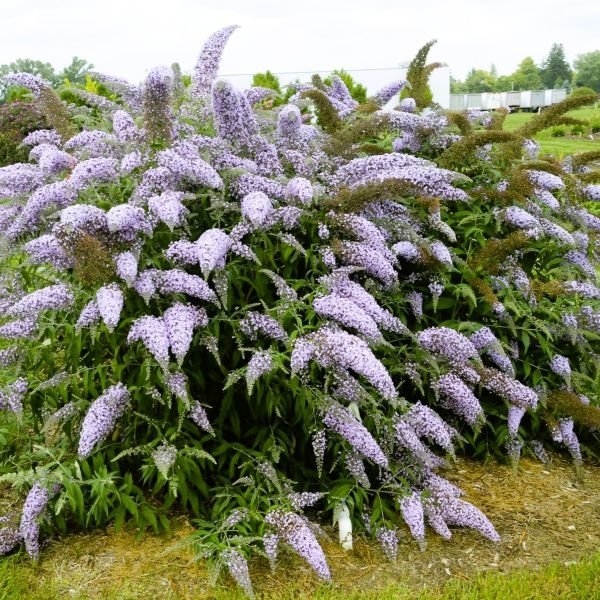 Deer‑Resistant Shrubs