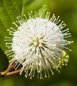 Privacy Hedge Shrubs