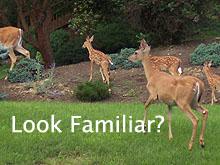 Deer Resistant Plants For Your Garden
