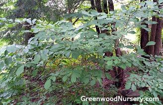 Native Plants