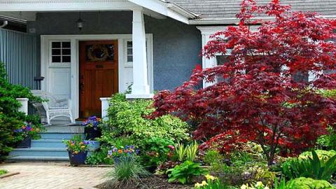 Small Yard Plants